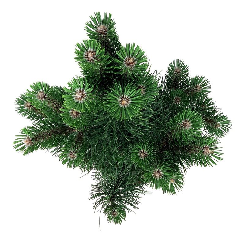 Picture of Pinus nigra 'Oregon Green'