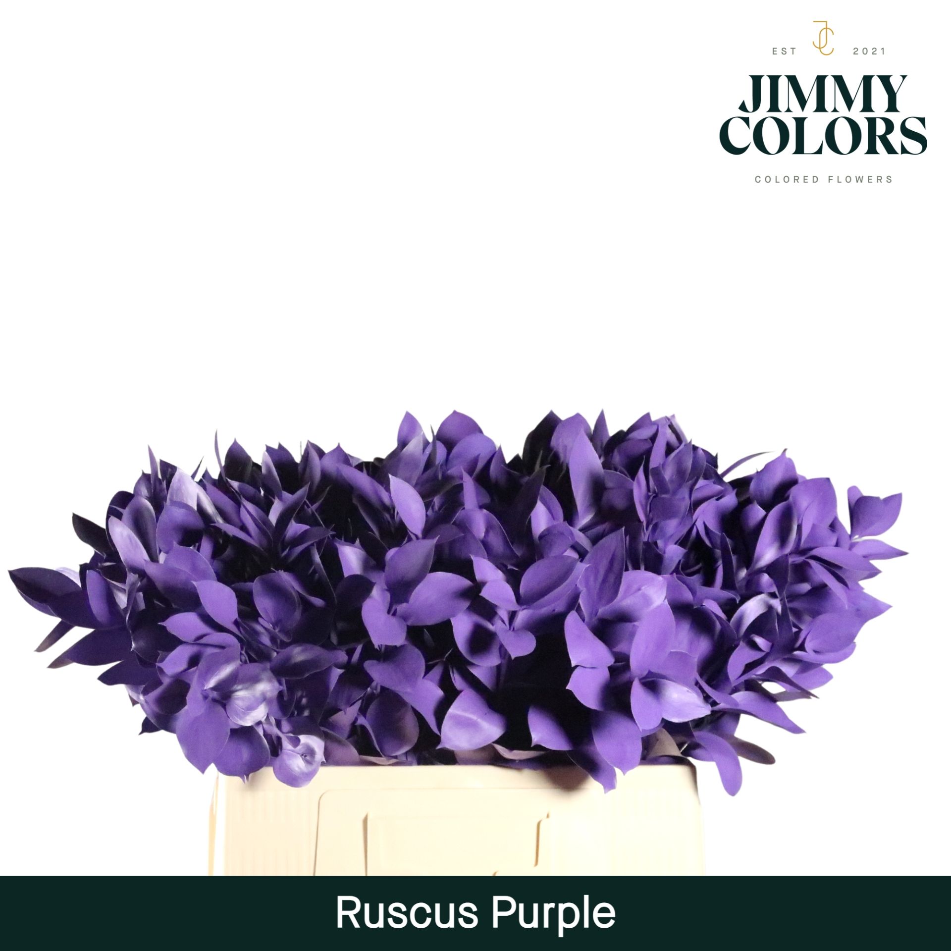 Ruscus L60 Purple