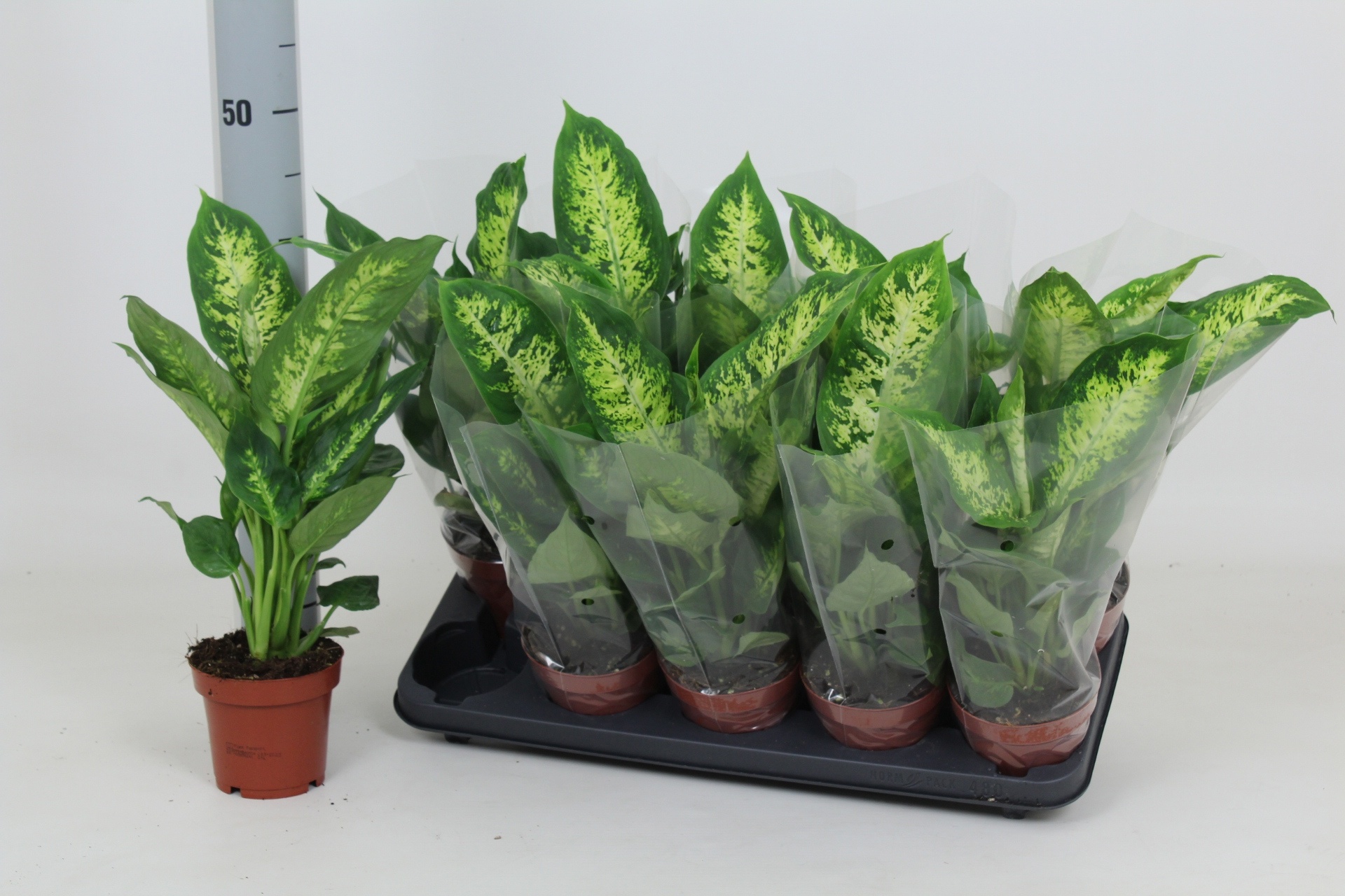 Dieff Compacta 12P 45H