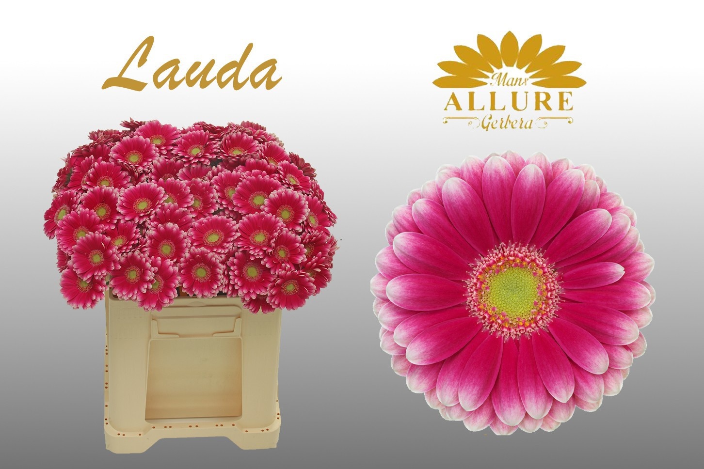 Gerbera Mini Lauda