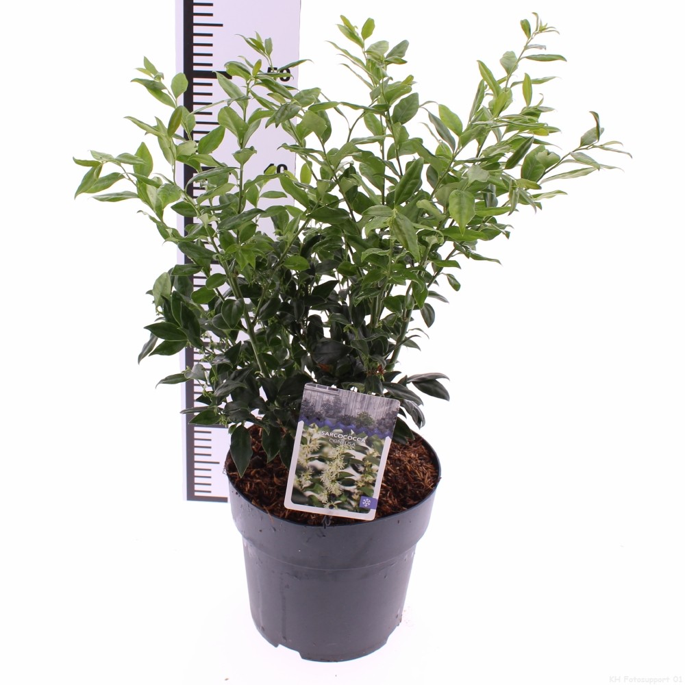 Picture of Sarcococca confusa P21 (4 Ltr) (LOOSE)