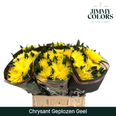 Chr G Topspin Yellow