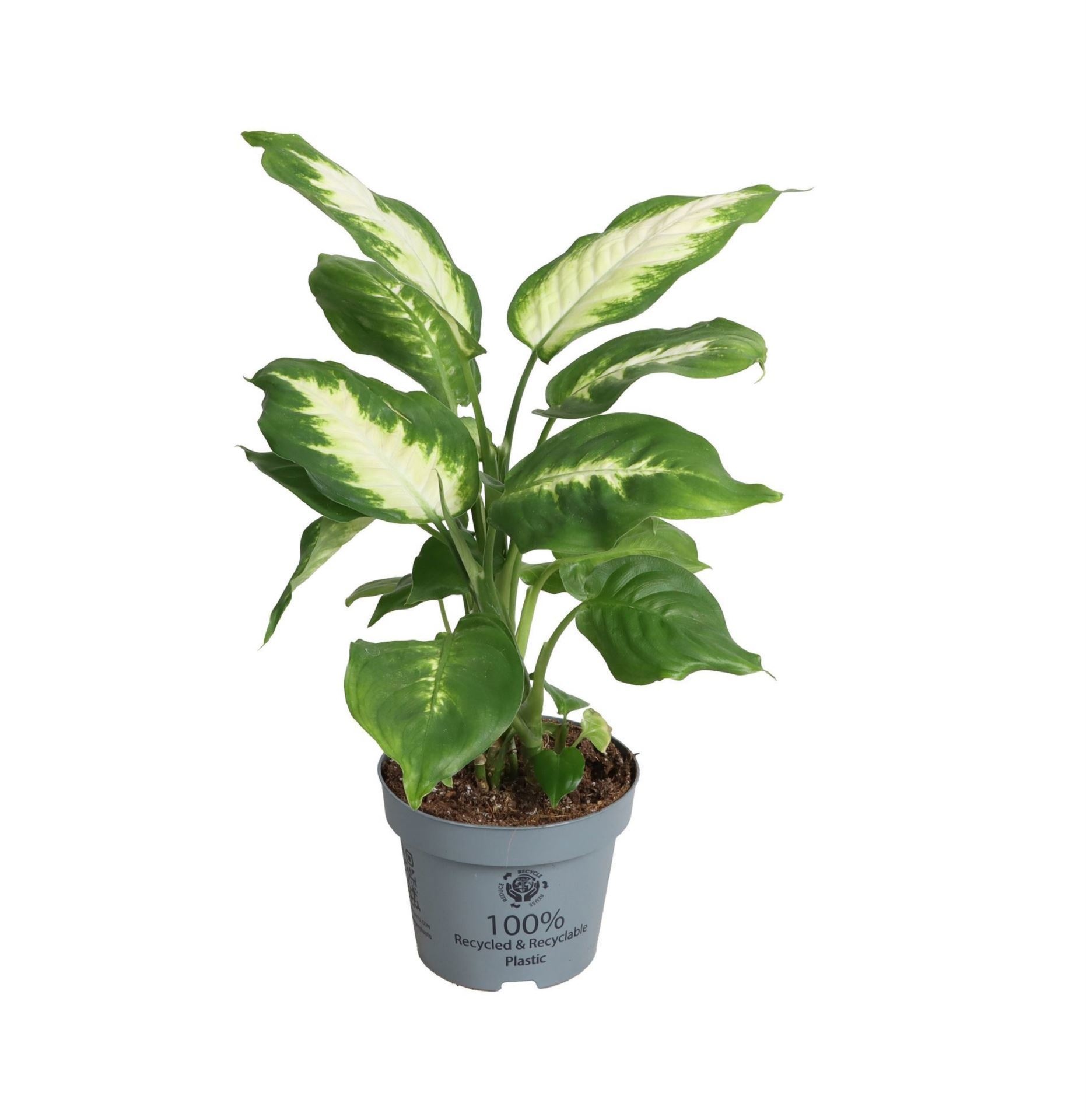 Dieffenbachia Maculata Camilla