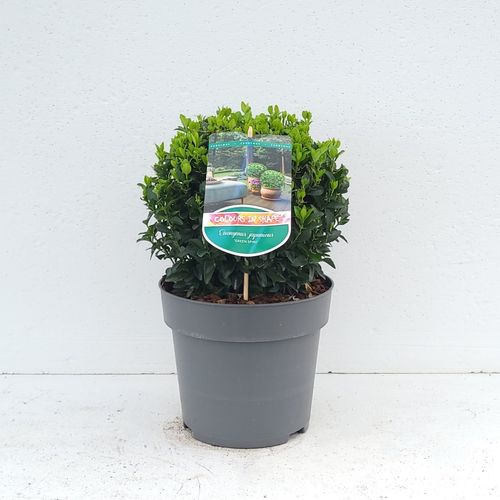 Euonymus jap. 'Green Spire' - 'Colours in Shape'