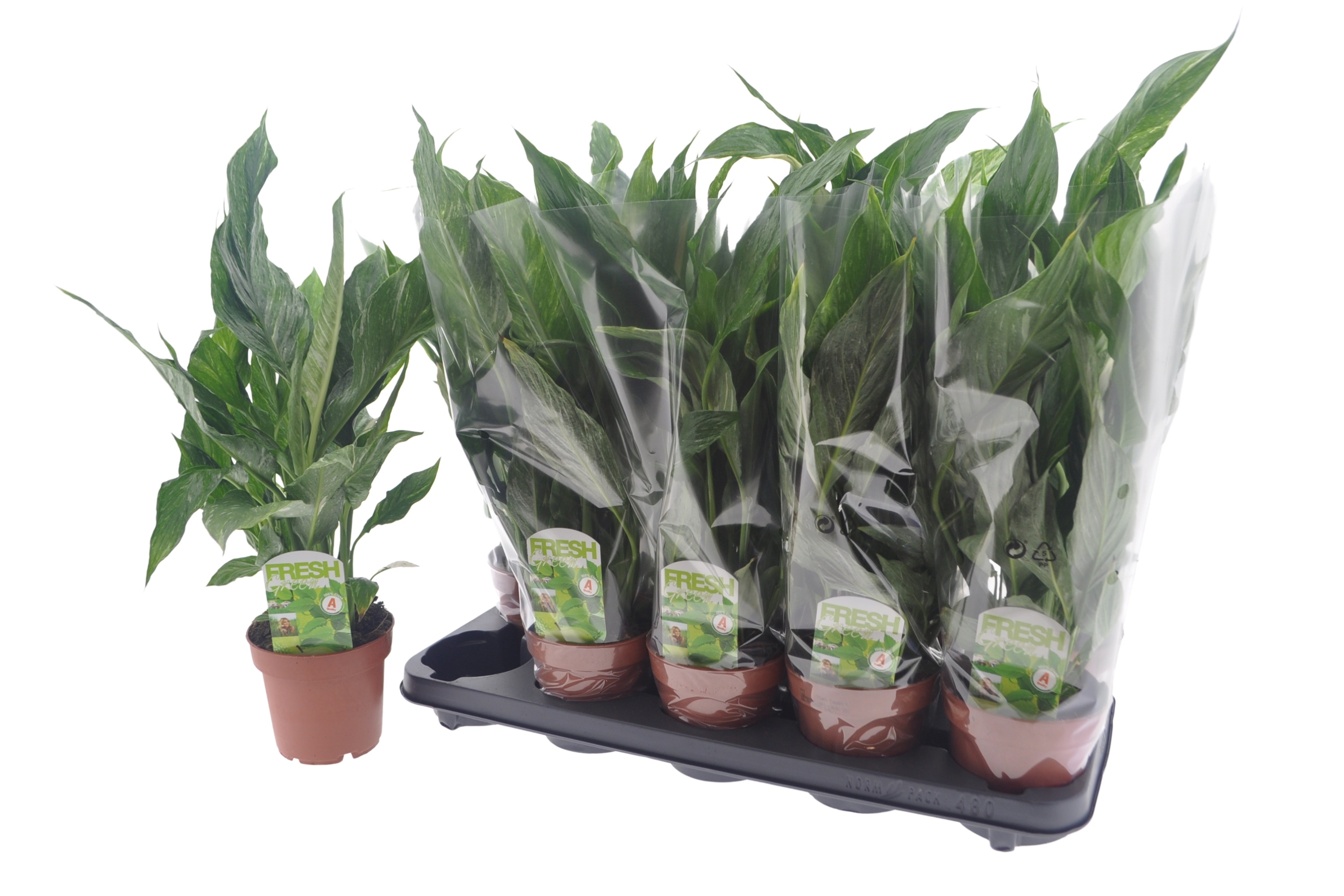 Spath Diamond 12P 45H