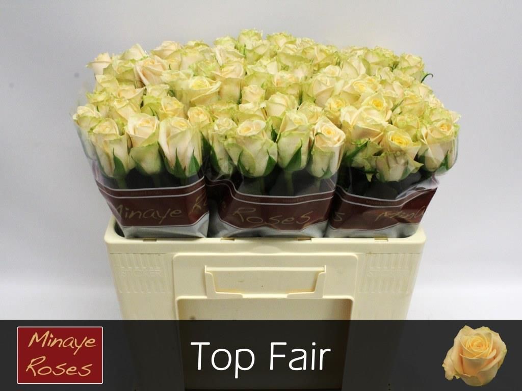 R Gr Top Fair!