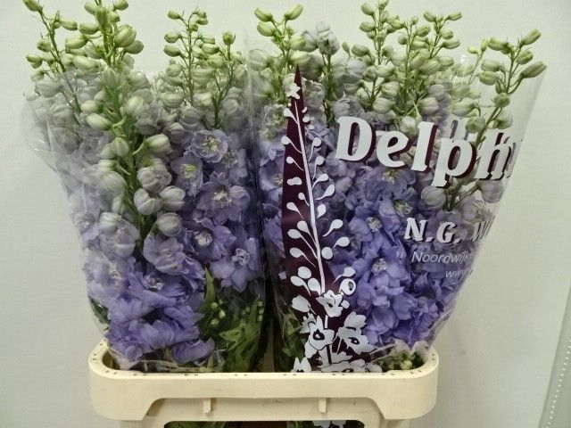 Delph El Dew Impress