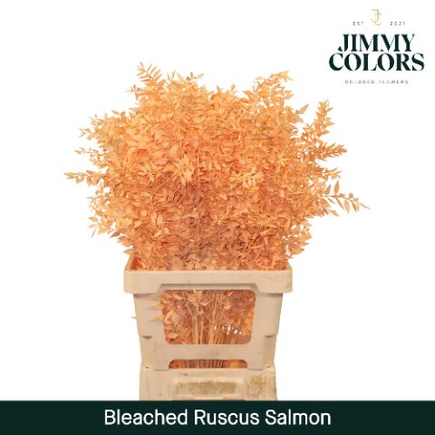 Ruscus Bleached Italy L70 Salmon