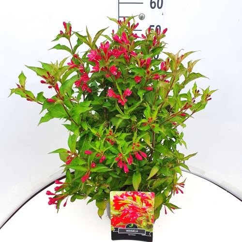 Picture of Weigela Red Prince P29 (10 Ltr)