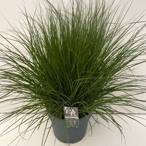 Pennisetum 'Hameln' p29 Cammeraat