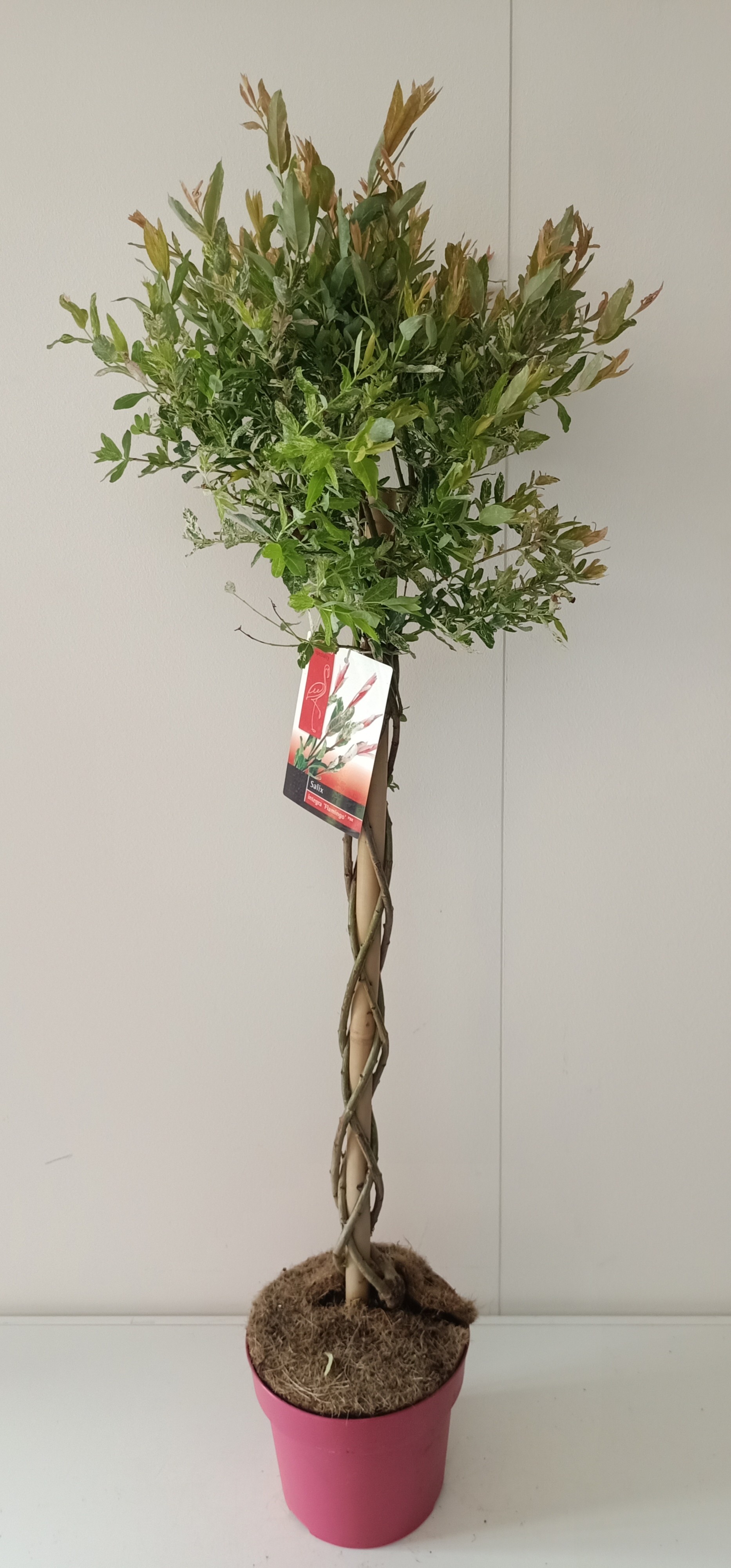 Picture of Salix Flamingo gevlochten stam p21 Pink pot