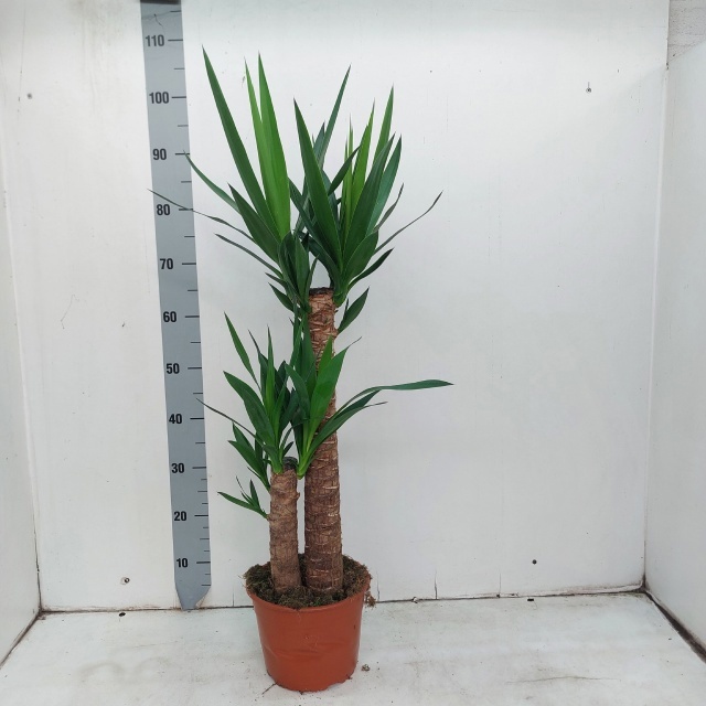 Yucca 21P 90H 2stek 3kop