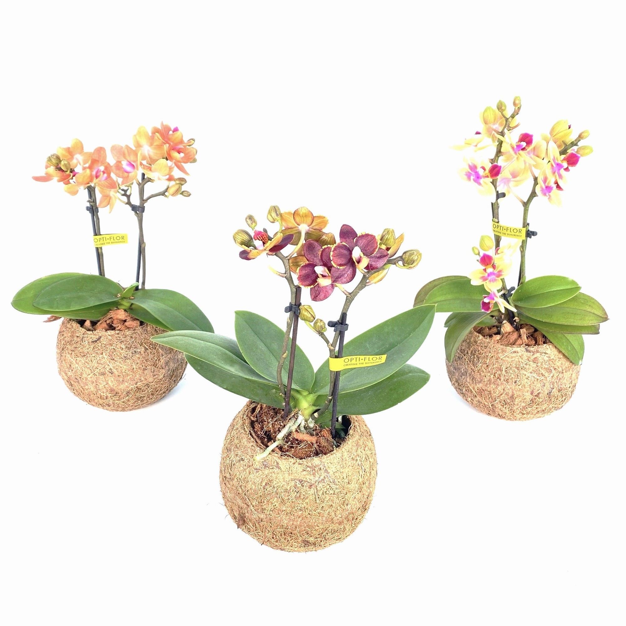 Phal Mini 12Ø 25cm