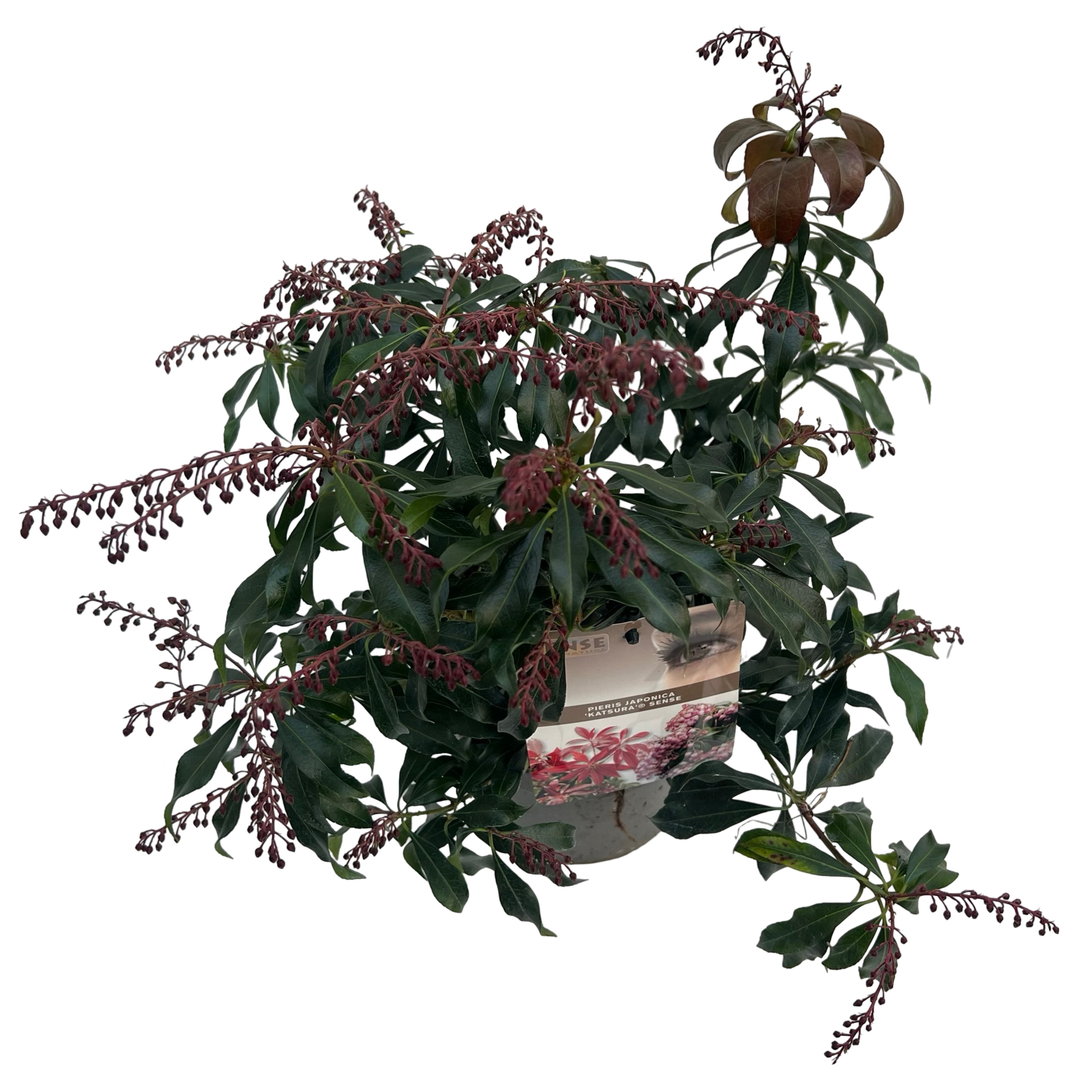 Picture of Pieris jap. Katsura P17 (2 Ltr) (LOOSE)