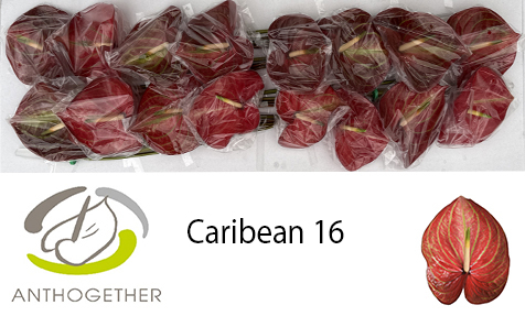 Anth A Caribean