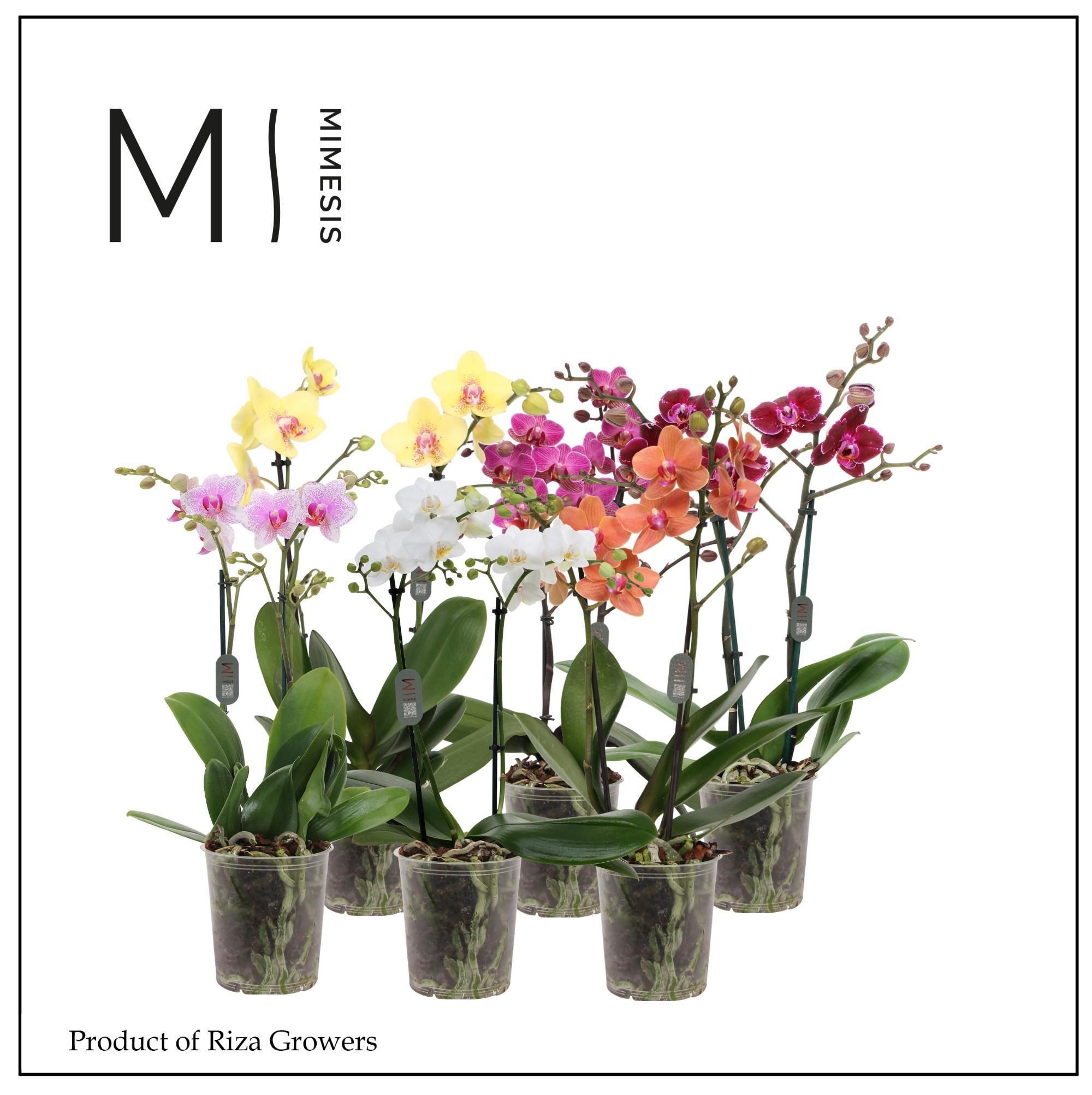 Phal Mf Gem 5 Kl 12Ø 50cm