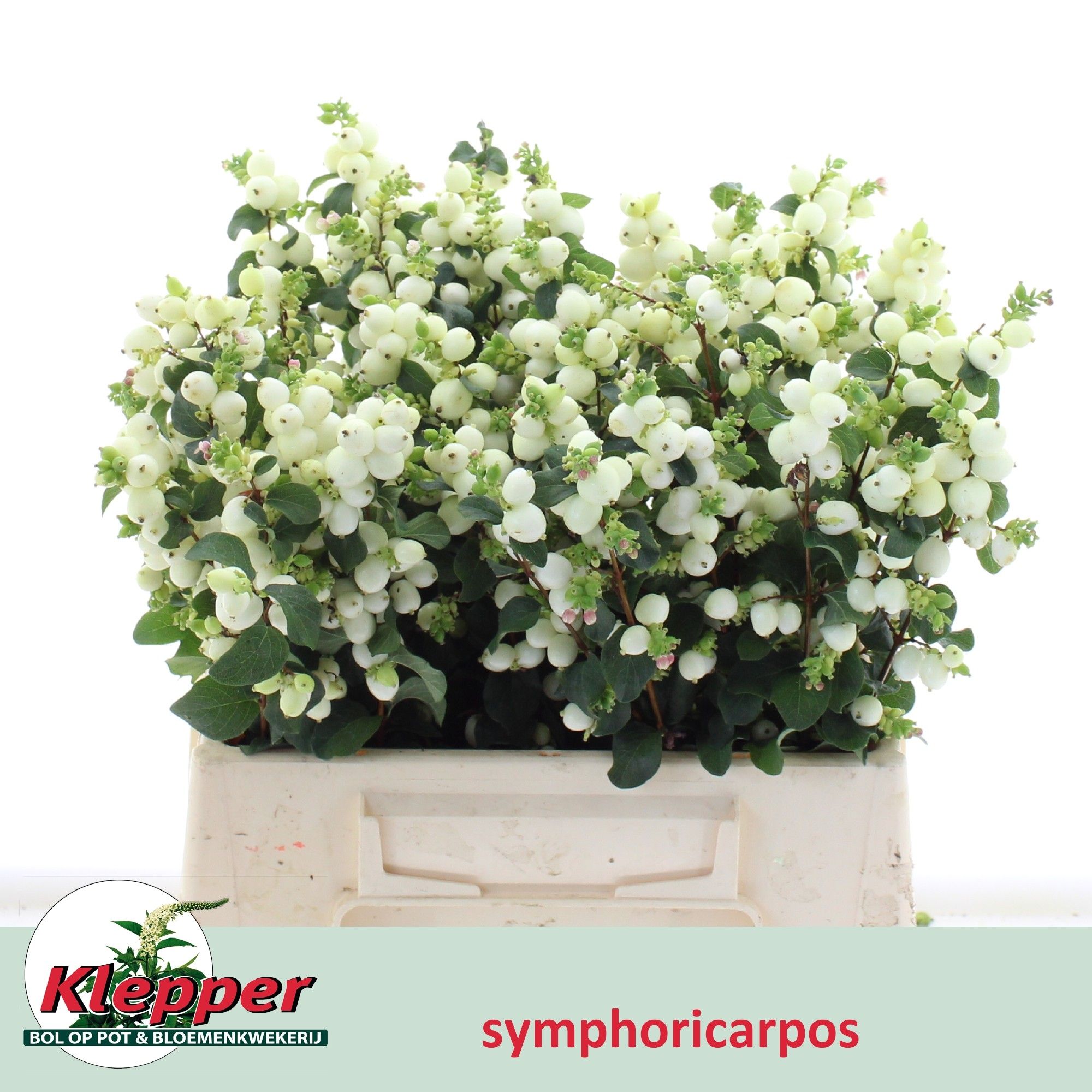 Sympho Mag Lemo Lime
