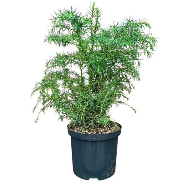 Cryptomeria japonica 'Elegans Viridis'