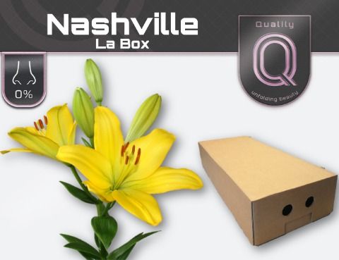 Li La Nashville
