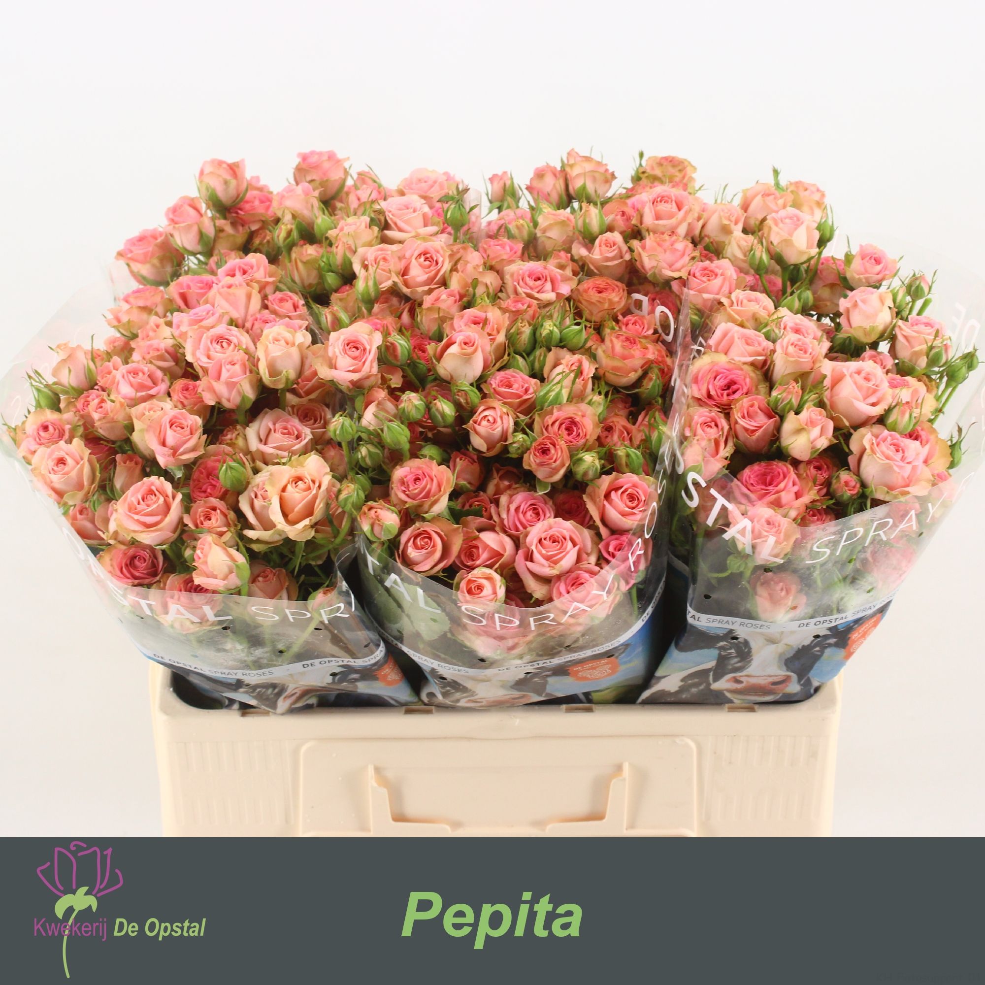 R Tr Pepita