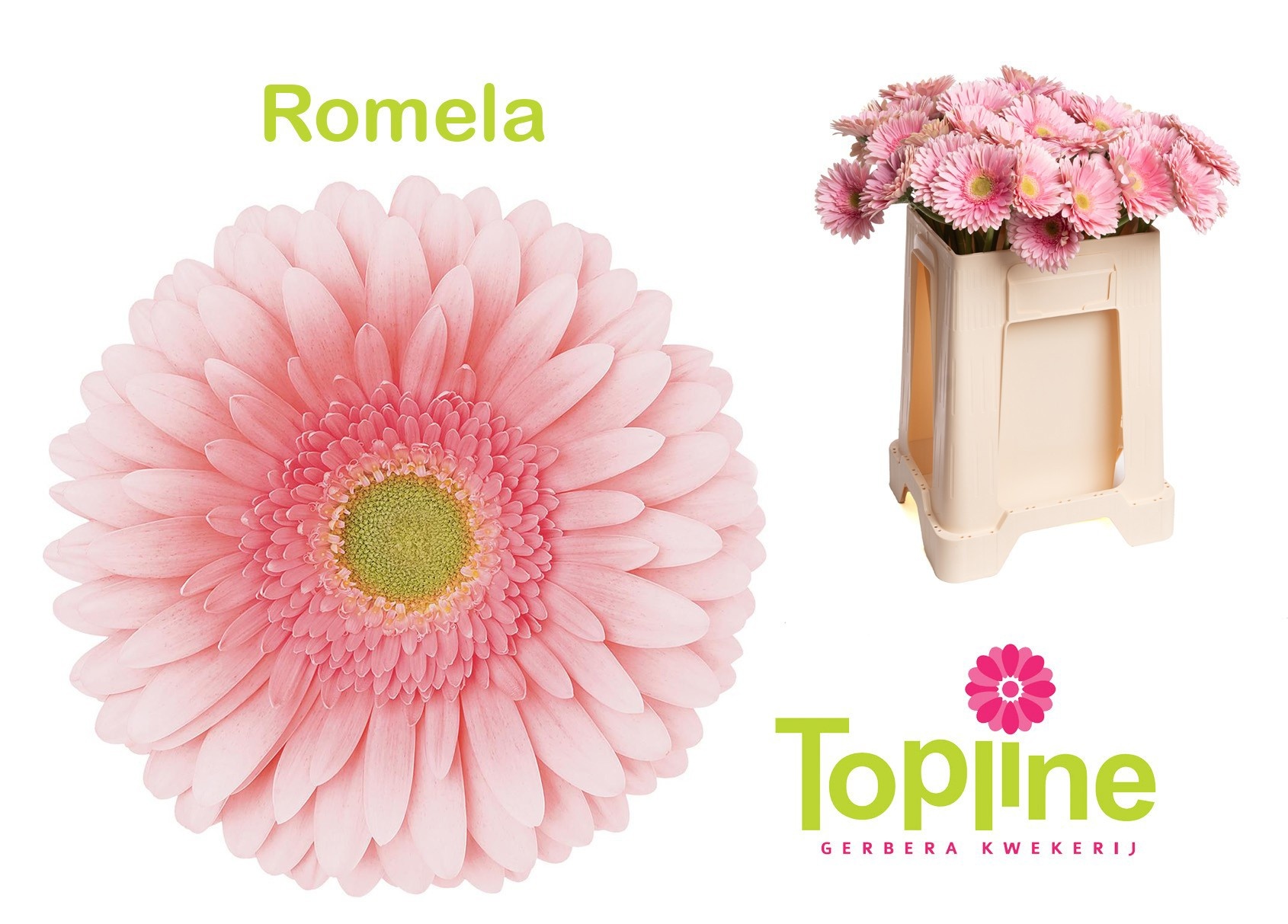 Gerbera Romella