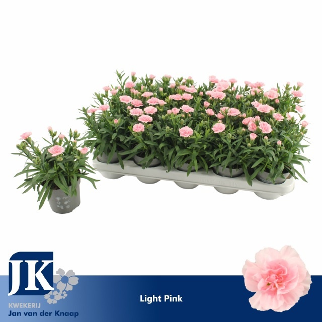 Dian Osc Pink 510P 15H
