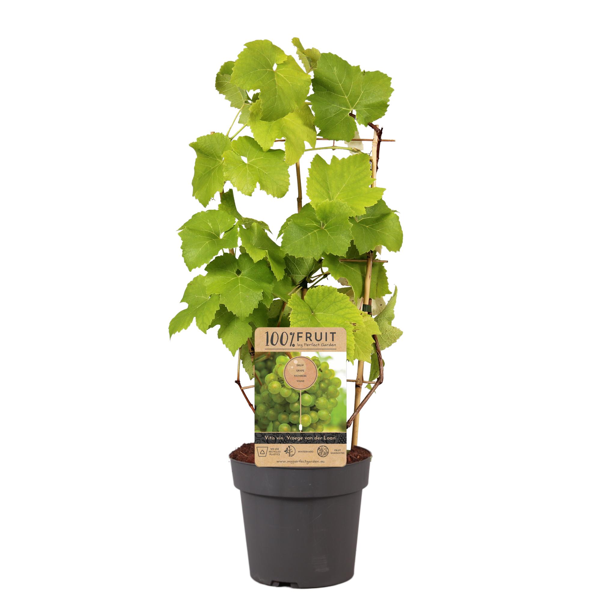 Picture of Vitis vin. Vroege van der Laan P21 (4 Ltr) TRELLIS