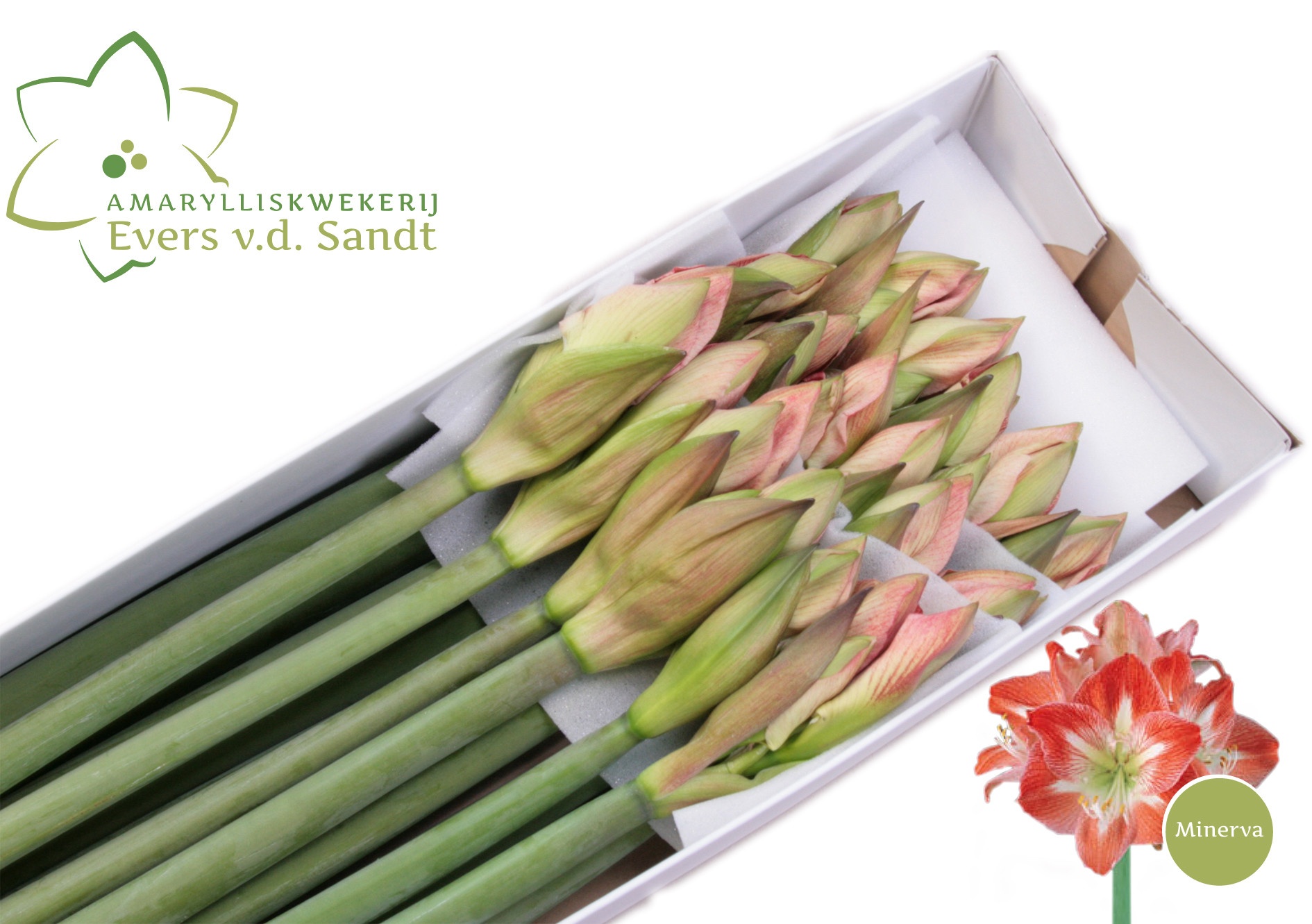 Hippeastrum Minerva 4bl