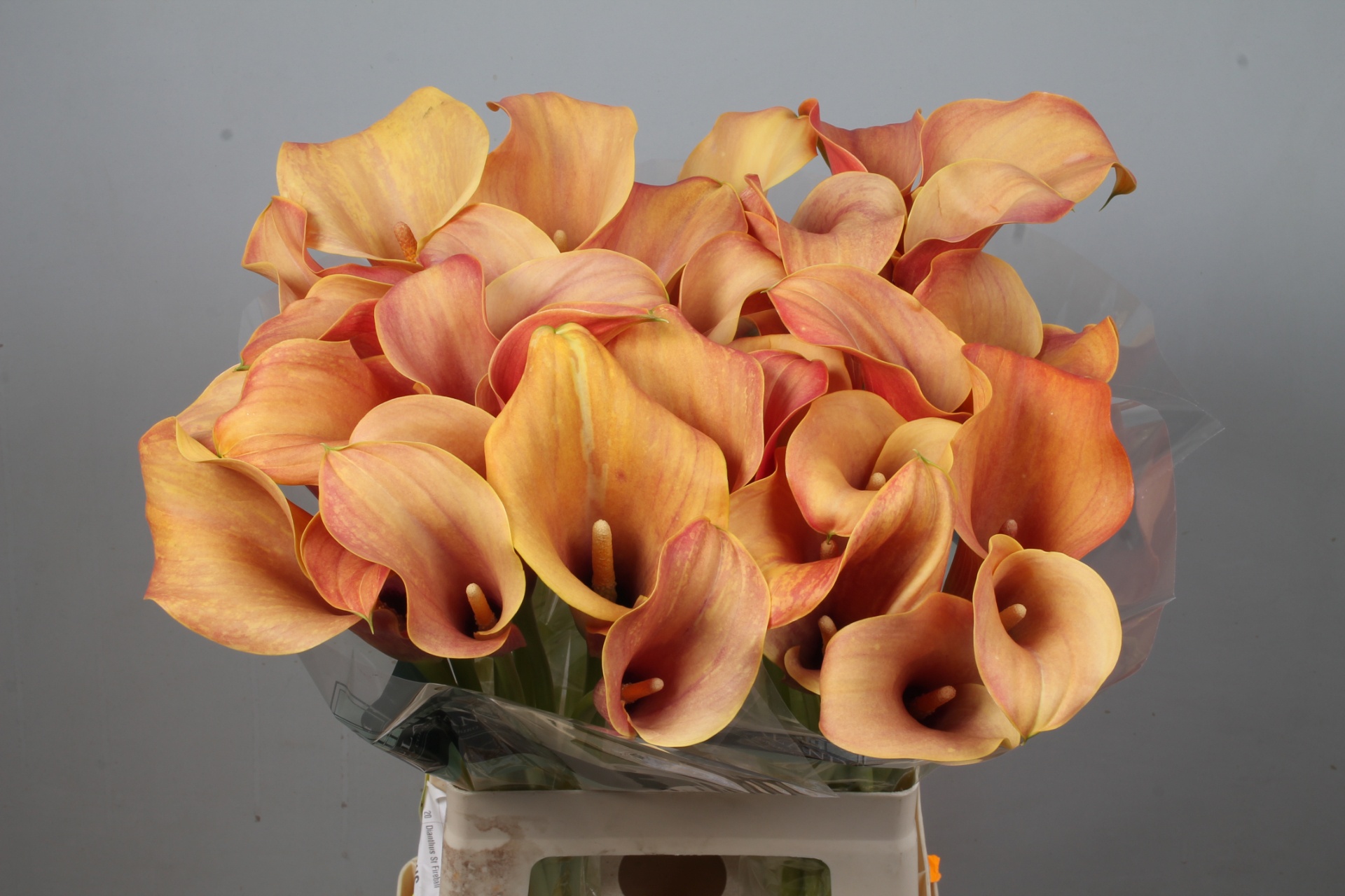 Calla Callista 65cm