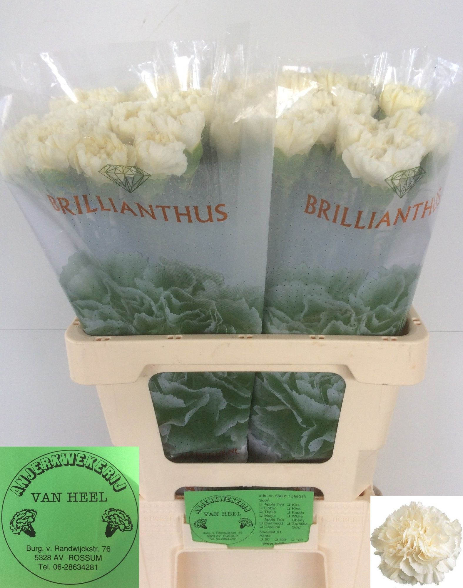 Dianthus St White Liberty 60cm