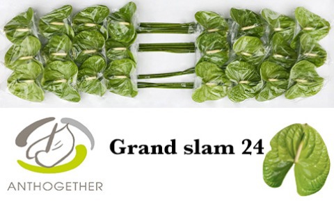 Anth A Grand Slam