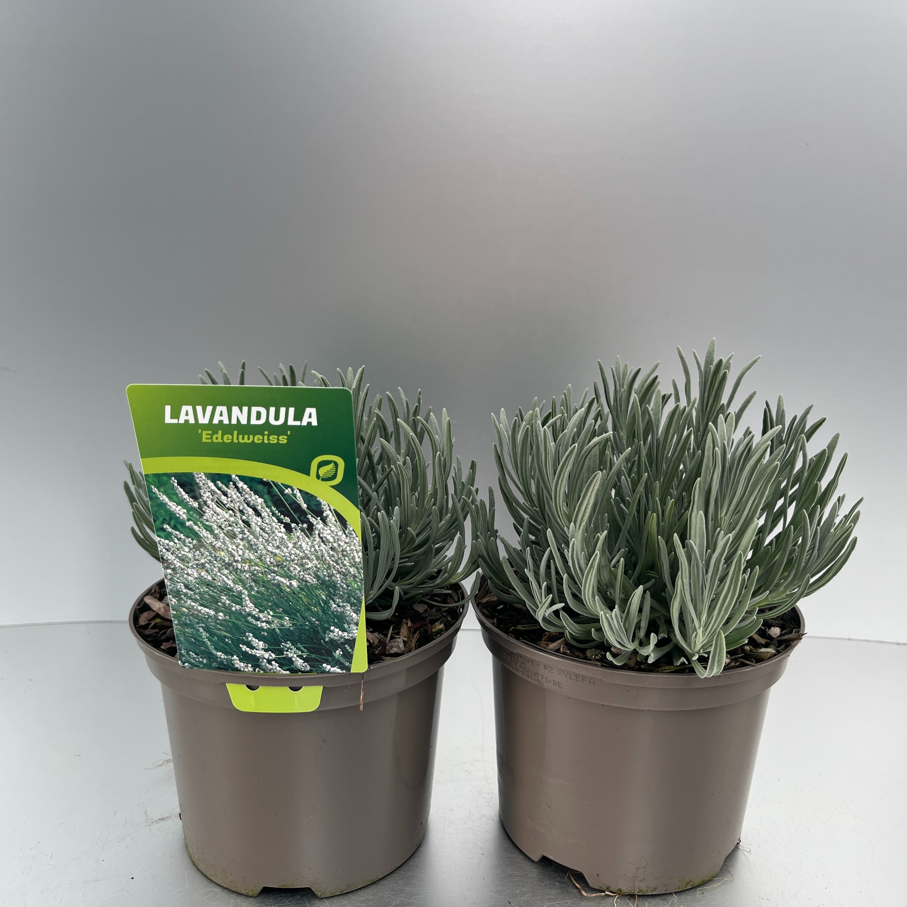 Picture of Lavandula ang. Edelweiss P17 (2 Ltr)