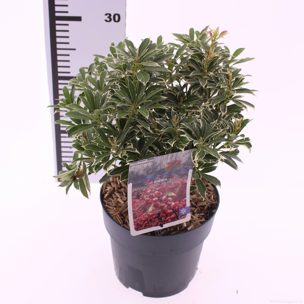 Picture of Pieris jap. 'Polar Passion'