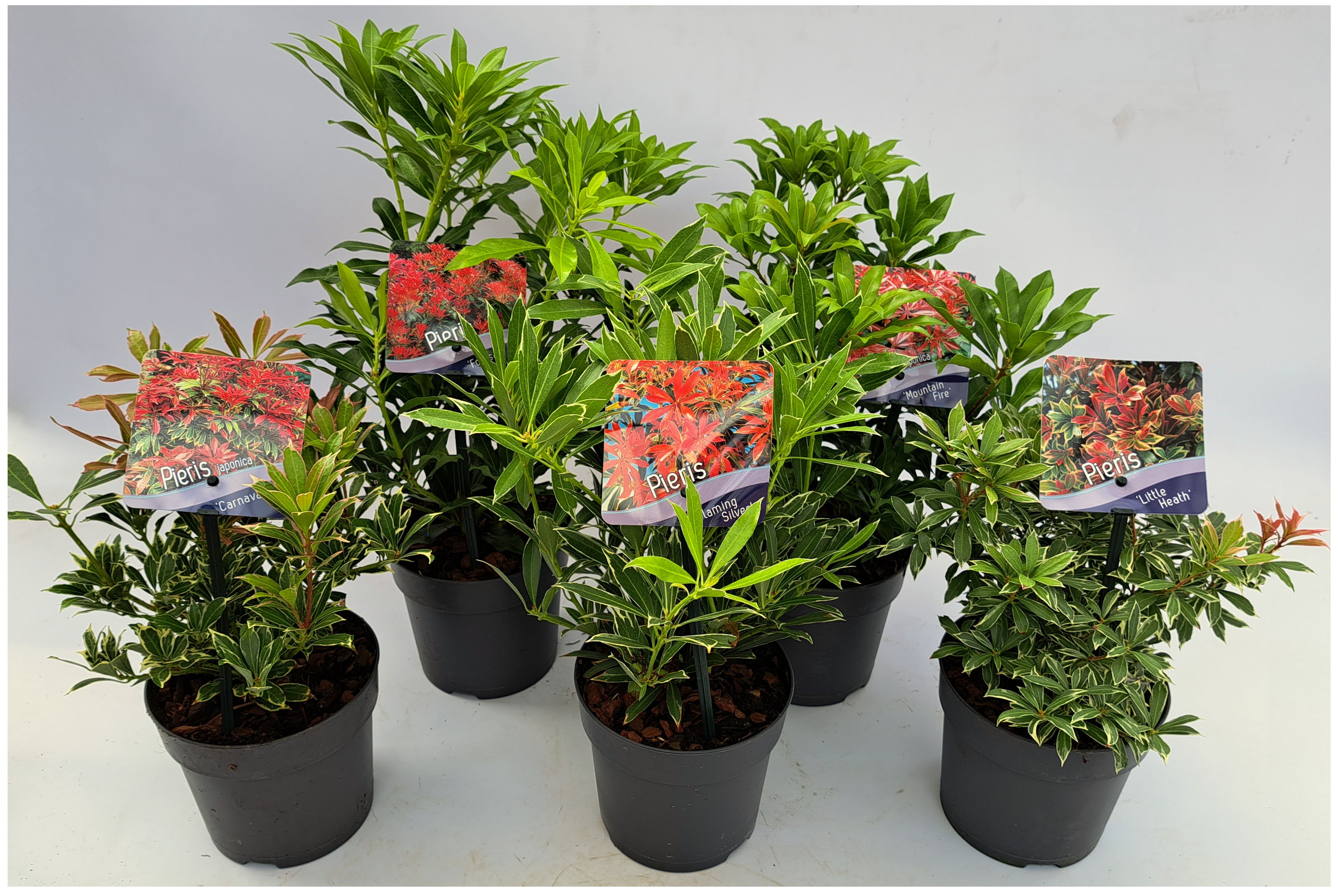 Picture of Pieris japonica in varieties P13