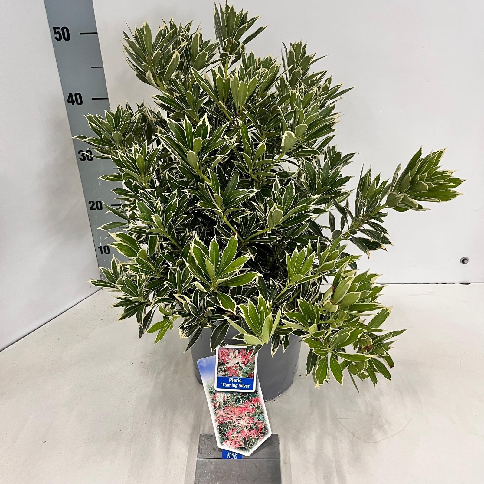 Picture of Pieris 'Flaming Silver'