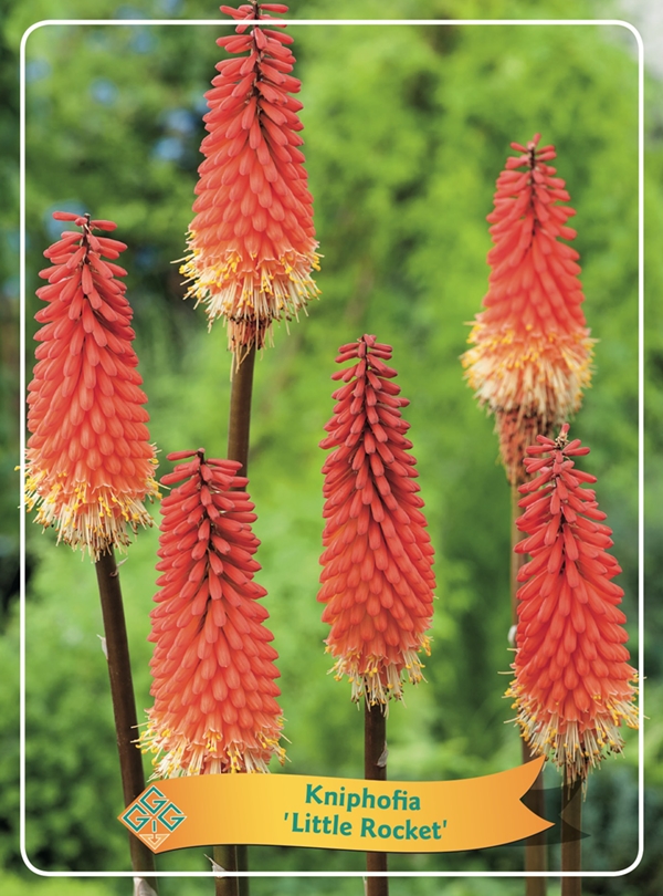 Picture of Kniphofia Mix 6x10 srt. per shelve P11