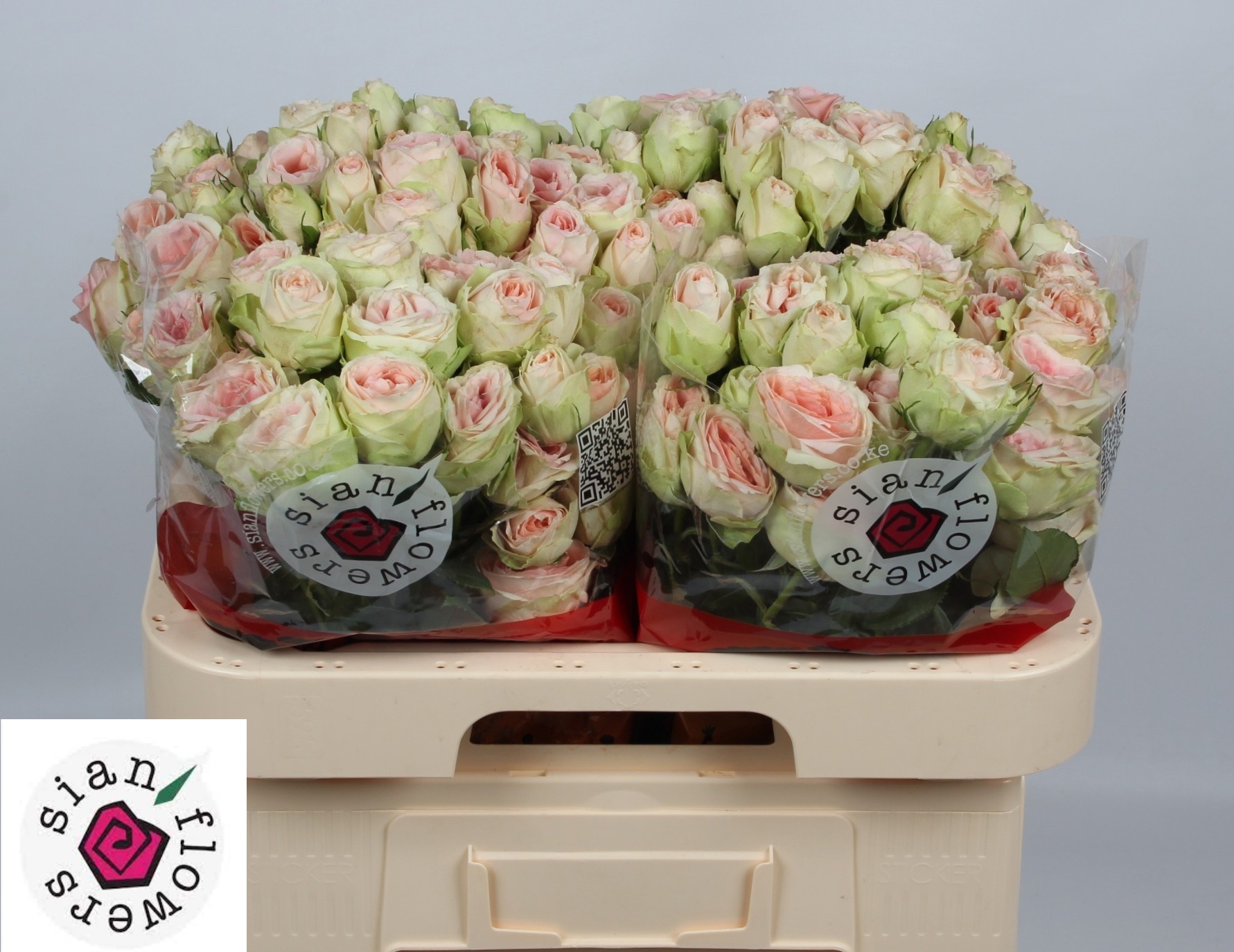Rosa Spr Rlm Ing Kristi 60cm