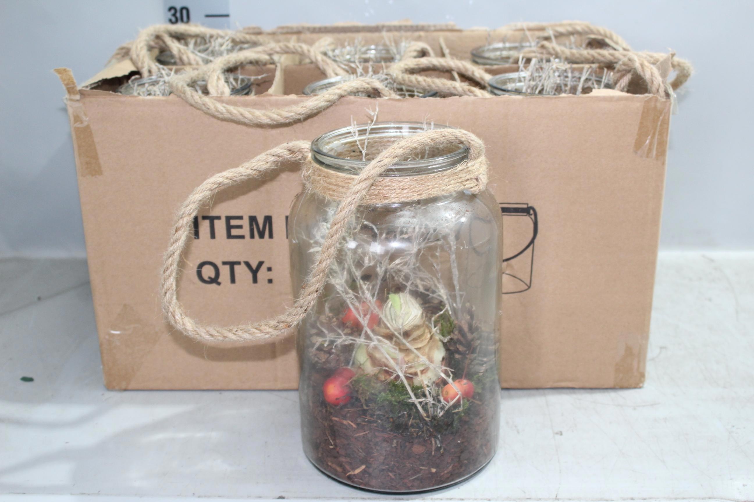Arr Hippeastrum 17P