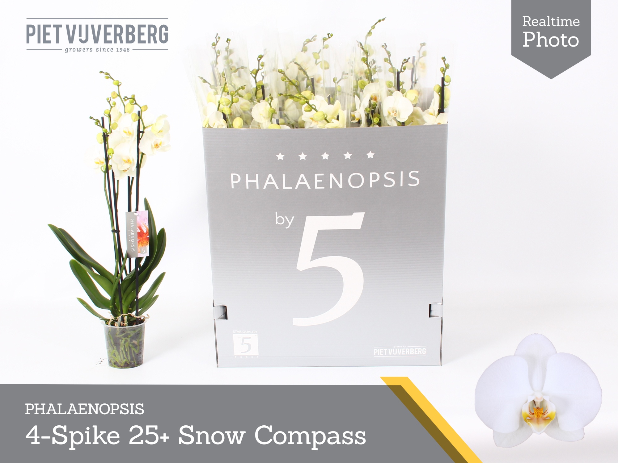 Phal Ov Wit 12P 70H 4TAK 25bloem 23bloei