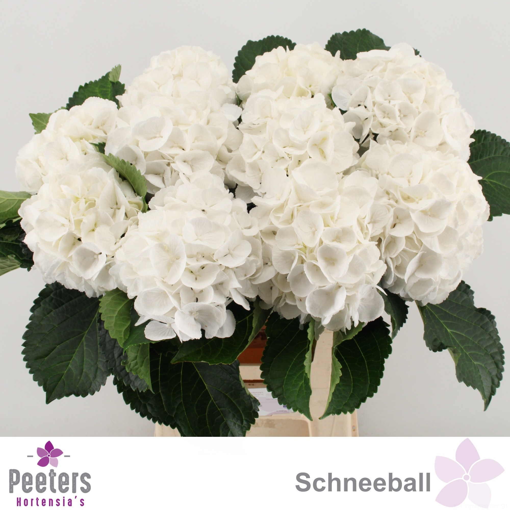 Hydrangea Schneeball 60cm 16Ø