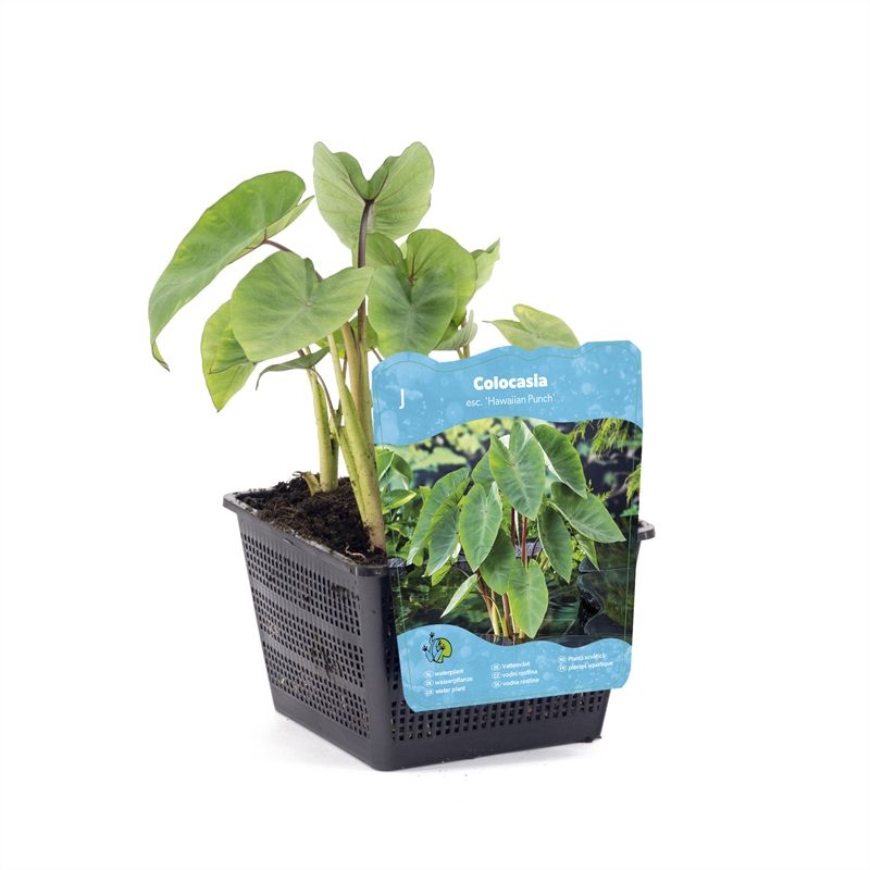 Colocasia esculenta 'Hawaiian Punch'