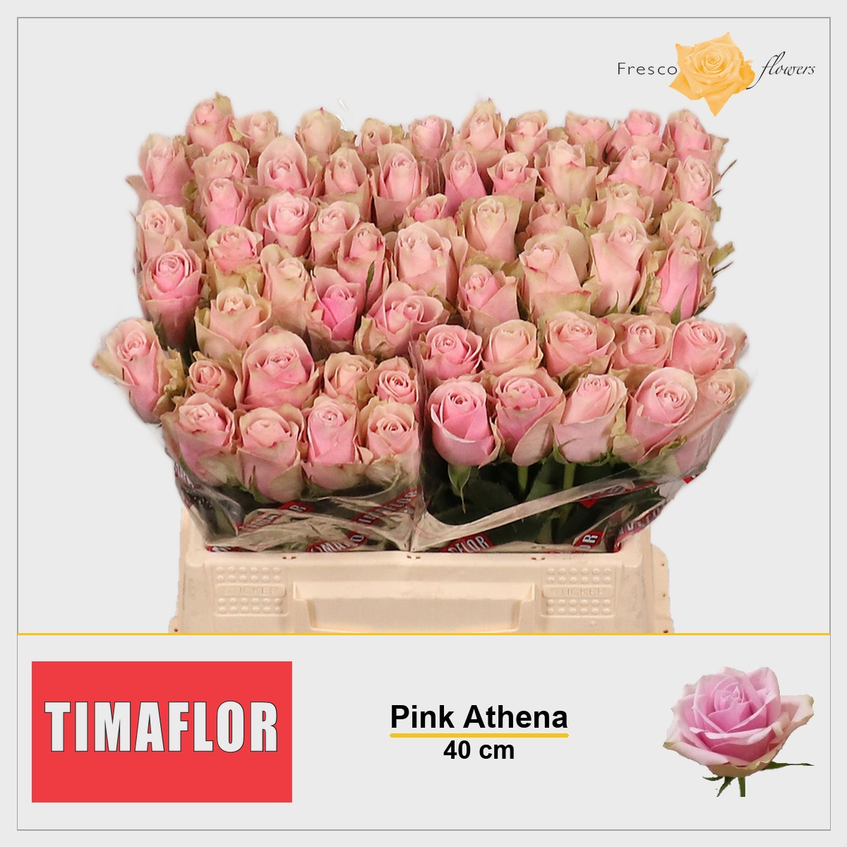 Rosa Pink Athena 40cm