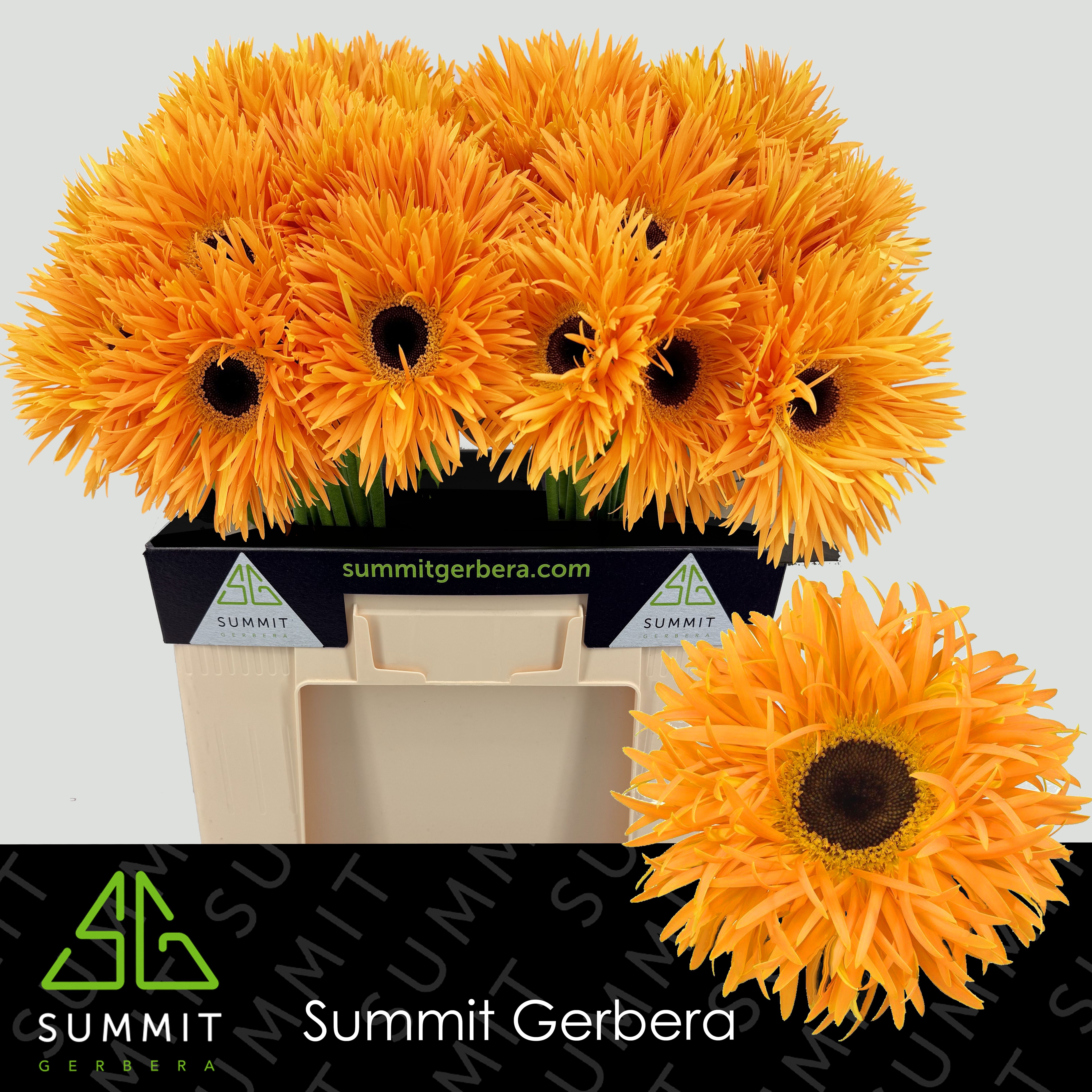 Ge Gs Spider Bambu