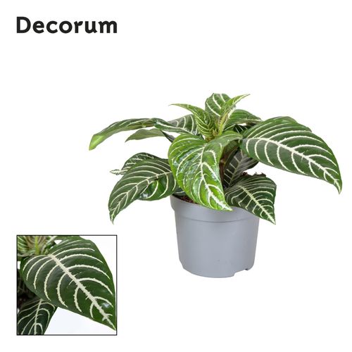 Botanica Aphelandra  Green p13 Rich