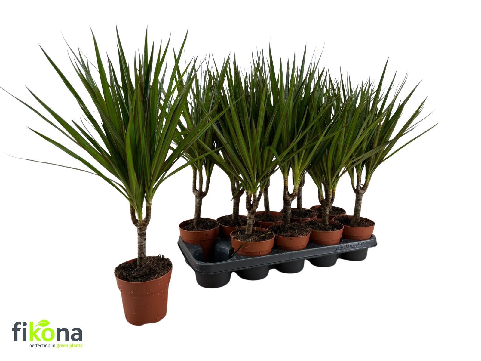 monstera soil Chunky Aroid Mix Potting Soil - Monstera Soil Mix