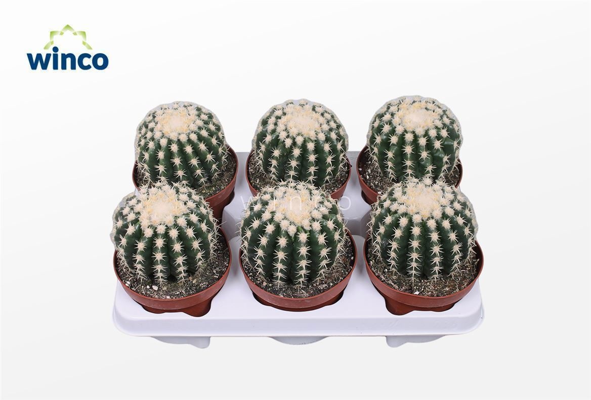 Echinoc Ov 13P 20H