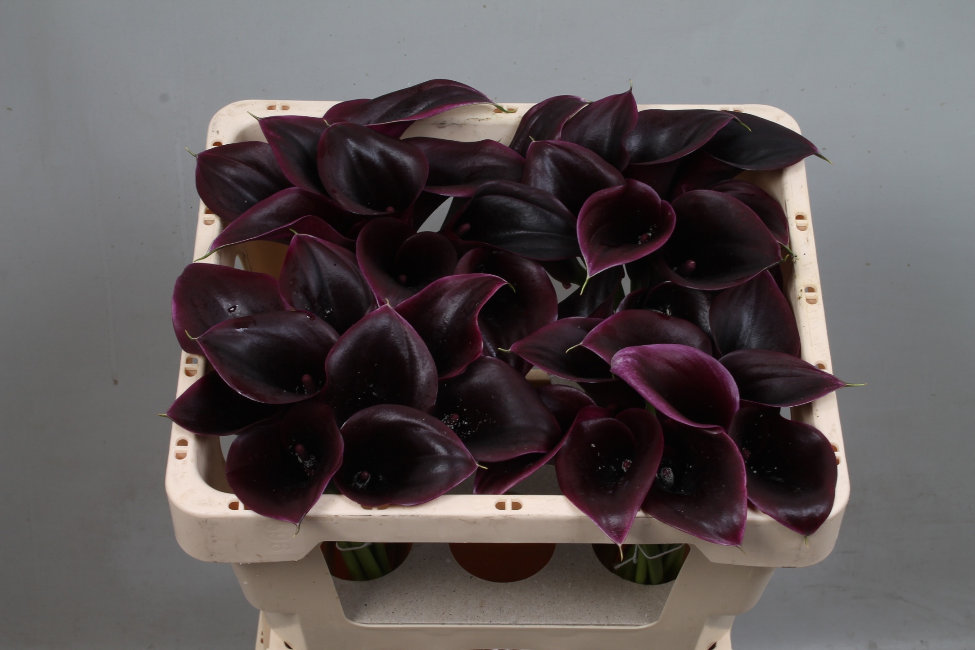 Calla Cantor 45cm