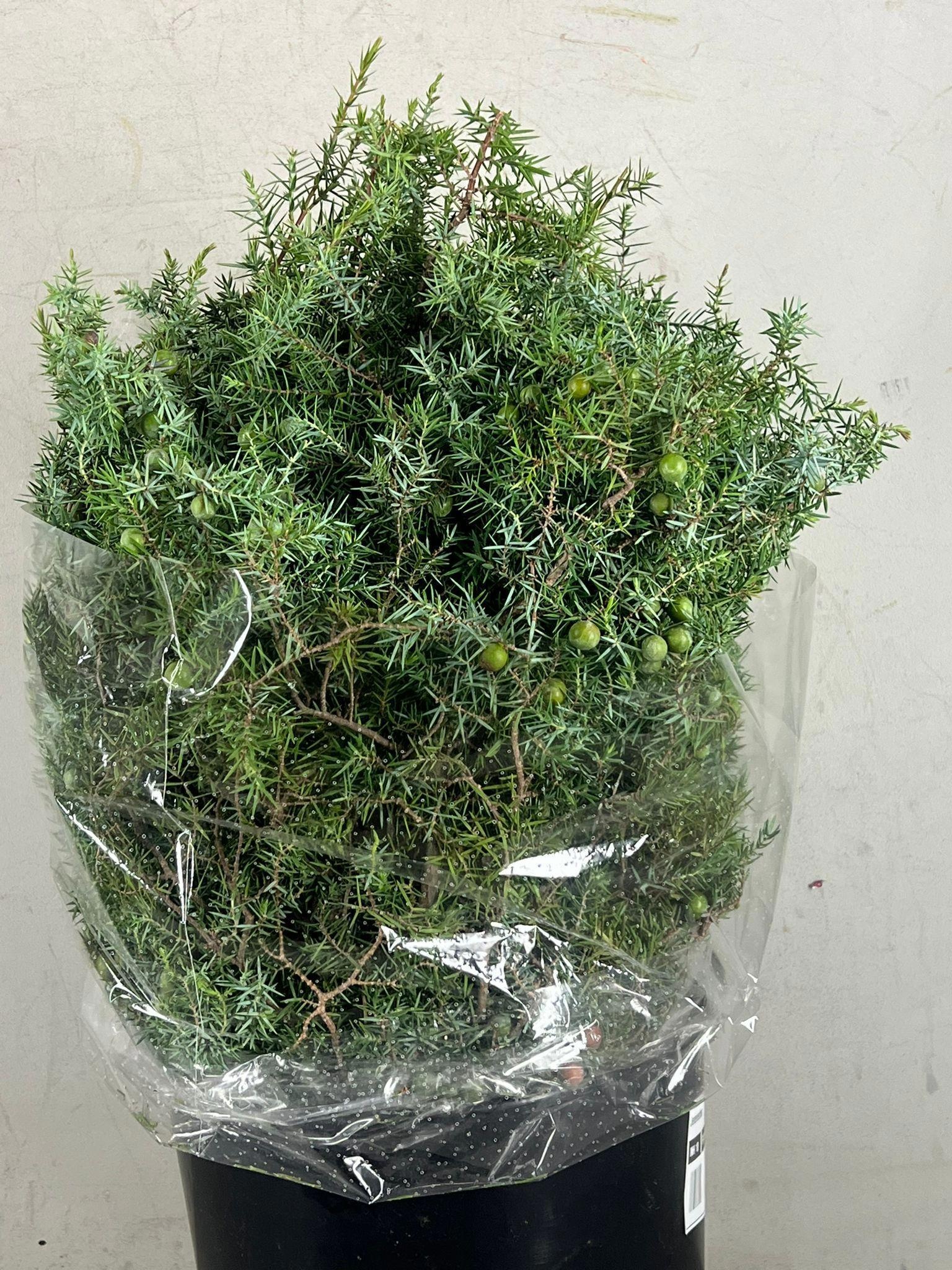 Decogroen Ov 55L.cm