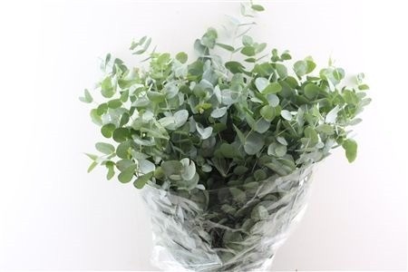 Euc Cinerea Per Bos
