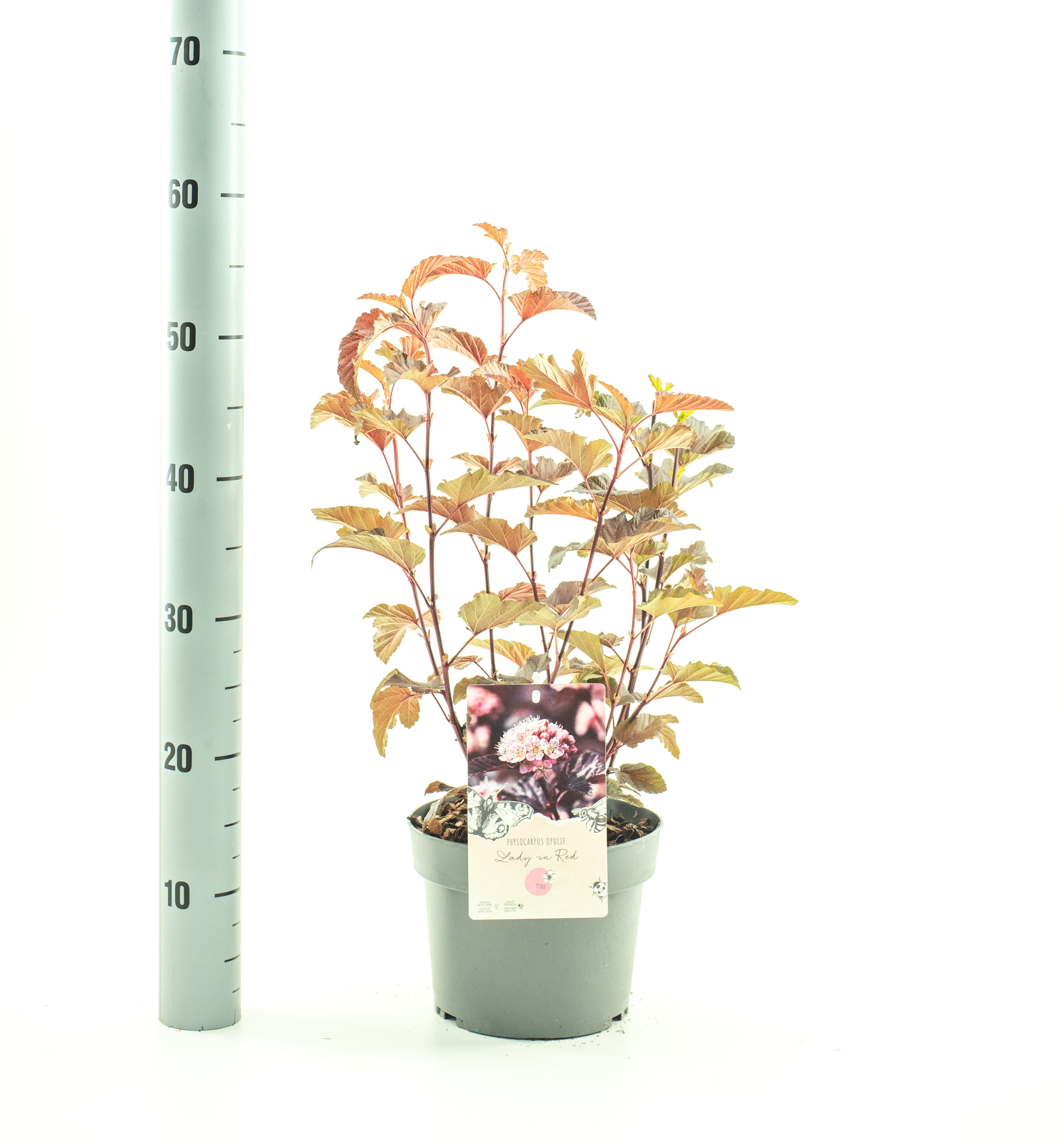 Picture of Physocarpus op. Lady in Red P19 (3 Ltr) (LOOSE)